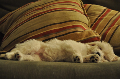 sleeping_dog