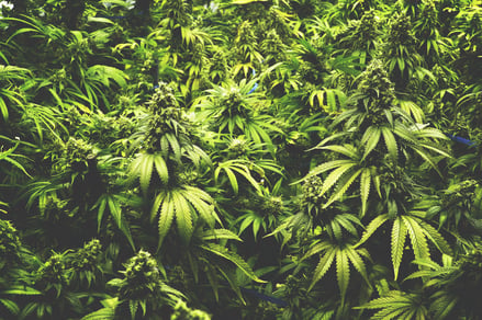 medical marijuana for sleep apnea.jpg